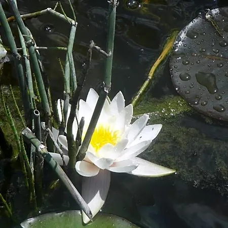 Le Jardin Des Secrets La Voivre (Vosges)